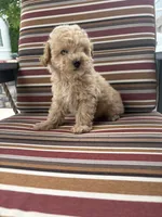 Princess , a female Maltese and Poodle - Miniature  for sale in New Haven, IN – 1 of 3
