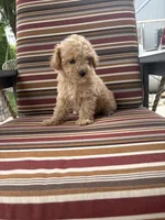 Princess , a female Maltese and Poodle - Miniature  for sale in New Haven, IN – 2 of 3