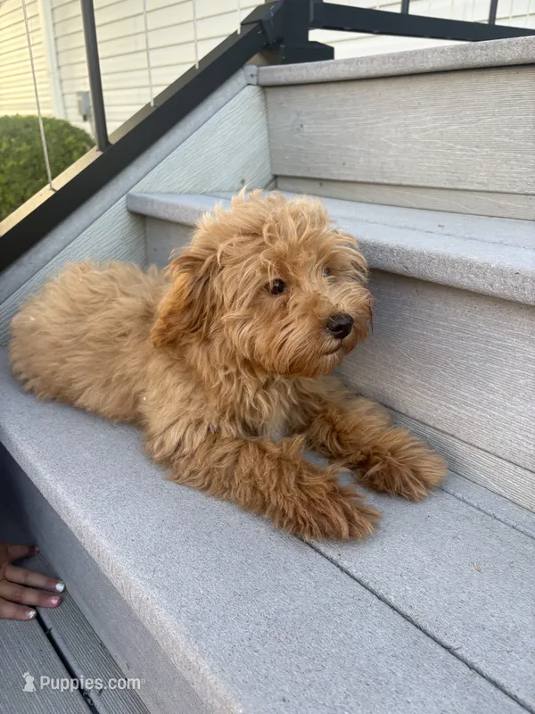 Bailey – Maltese, Poodle - Miniature  puppy for sale in New Haven, IN