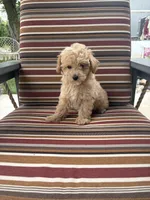 Princess , a female Maltese and Poodle - Miniature  for sale in New Haven, IN – 3 of 3