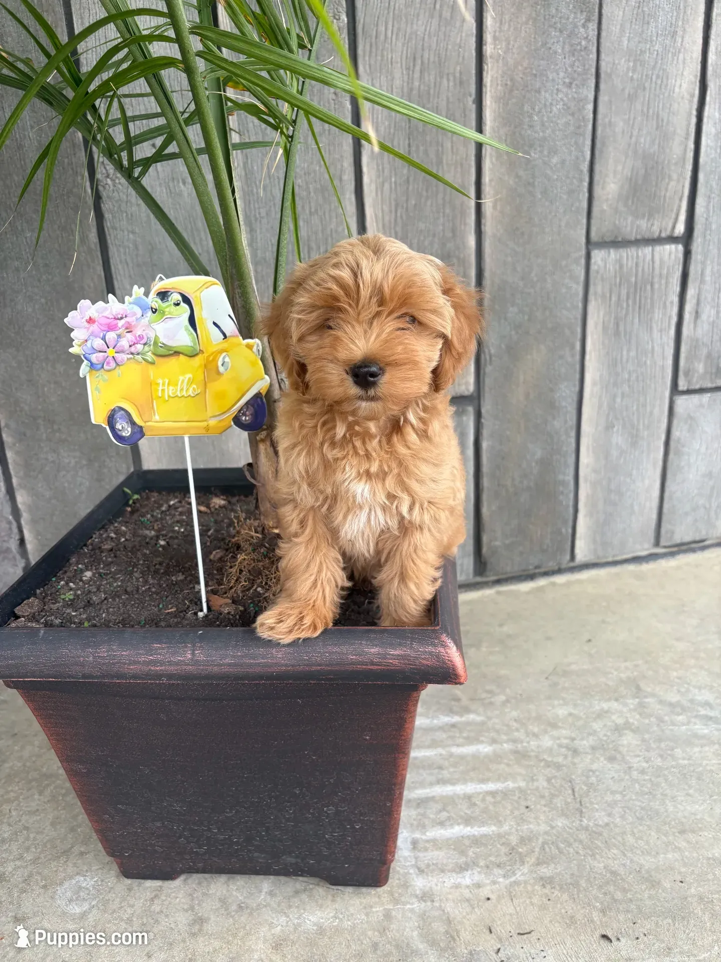 Bailey, a male Maltese and Poodle - Miniature  for sale in New Haven, IN – 2 of 2