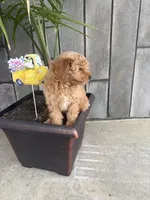 Bailey, a male Maltese and Poodle - Miniature  for sale in New Haven, IN – 1 of 2