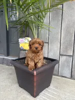 River, a male Maltese and Poodle - Miniature  for sale in New Haven, IN – 2 of 2