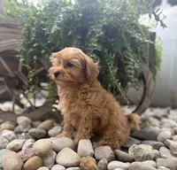 Zoey, a female Maltese and Poodle - Miniature  for sale in New Haven, IN – 2 of 2