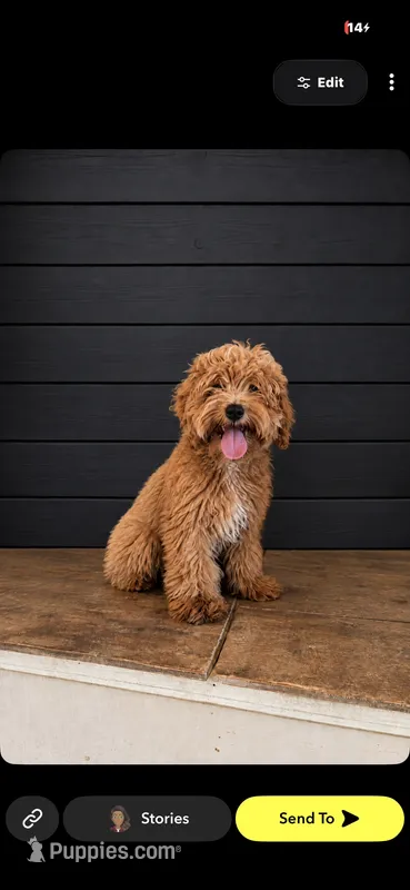 Bailey – Maltese, Poodle - Miniature  puppy for sale in New Haven, IN