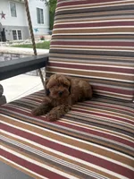 River, a male Maltese and Poodle - Miniature  for sale in New Haven, IN – 1 of 2