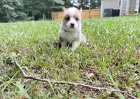 Gigi, a female Pembroke Welsh Corgi for sale in McDonough, GA – 4 of 7