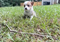 Gigi, a female Pembroke Welsh Corgi for sale in McDonough, GA – 5 of 7