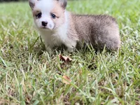 Pongo, a male Pembroke Welsh Corgi for sale in McDonough, GA – 3 of 4