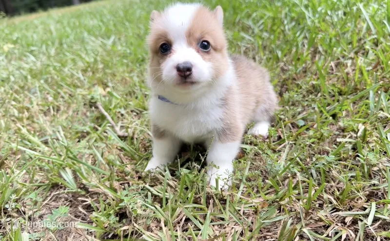Gigi – Pembroke Welsh Corgi puppy for sale in McDonough, GA