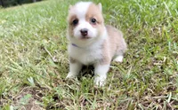 Gigi, a female Pembroke Welsh Corgi for sale in McDonough, GA – 1 of 7