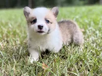 Pongo, a male Pembroke Welsh Corgi for sale in McDonough, GA – 2 of 4
