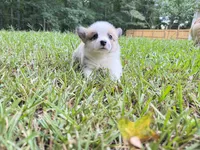 Pongo, a male Pembroke Welsh Corgi for sale in McDonough, GA – 4 of 4