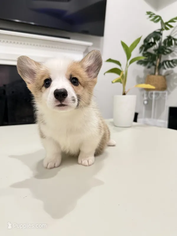 Pongo – Pembroke Welsh Corgi puppy for sale in McDonough, GA