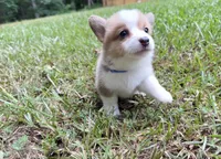 Gigi, a female Pembroke Welsh Corgi for sale in McDonough, GA – 3 of 7