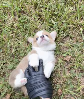 Gigi, a female Pembroke Welsh Corgi for sale in McDonough, GA – 6 of 7