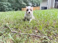 Gigi, a female Pembroke Welsh Corgi for sale in McDonough, GA – 7 of 7