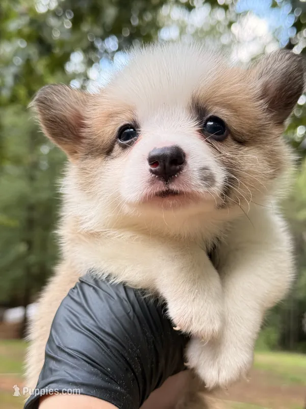 Pongo – Pembroke Welsh Corgi puppy for sale in McDonough, GA