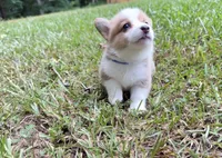 Gigi, a female Pembroke Welsh Corgi for sale in McDonough, GA – 2 of 7
