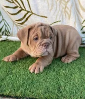 Teddy, a male English Bulldog for sale in Denton, TX – Photo 3 of 3