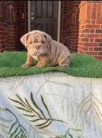 Teddy, a male English Bulldog for sale in Denton, TX – Photo 2 of 3
