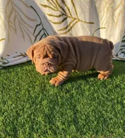 Rosie, a female English Bulldog for sale in Denton, TX – Photo 3 of 8