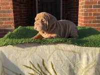 Rosie, a female English Bulldog for sale in Denton, TX – Photo 5 of 8