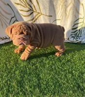 Rosie, a female English Bulldog for sale in Denton, TX – Photo 4 of 8