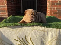 Rosie, a female English Bulldog for sale in Denton, TX – Photo 6 of 8