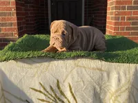 Rosie, a female English Bulldog for sale in Denton, TX – Photo 8 of 8