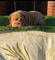 Rosie, a female English Bulldog for sale in Denton, TX – Photo 2 of 8