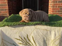 Rosie, a female English Bulldog for sale in Denton, TX – Photo 7 of 8