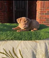 Daisy, a female English Bulldog for sale in Denton, TX – Photo 2 of 4