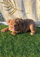 Daisy, a female English Bulldog for sale in Denton, TX – Photo 4 of 4