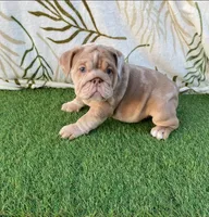 Ginger, a female English Bulldog for sale in Denton, TX – Photo 2 of 8