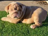 Ginger, a female English Bulldog for sale in Denton, TX – Photo 1 of 8