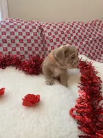 Ginger, a female English Bulldog for sale in Denton, TX – Photo 7 of 8