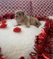 Ginger, a female English Bulldog for sale in Denton, TX – Photo 4 of 8