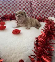 Ginger, a female English Bulldog for sale in Denton, TX – Photo 5 of 8