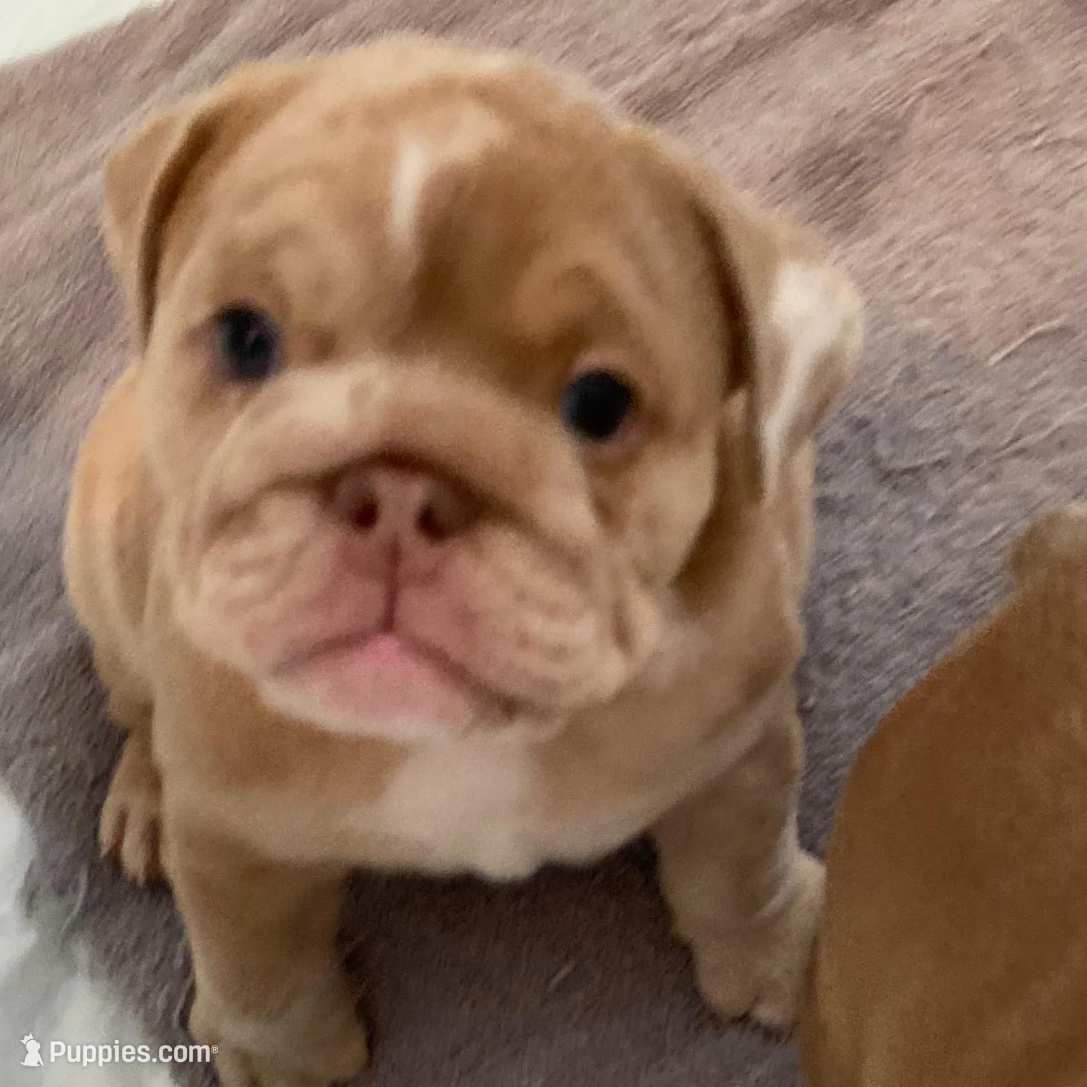 Ginger, a female English Bulldog for sale in Denton, TX – Photo 8 of 8