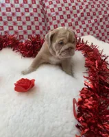 Ginger, a female English Bulldog for sale in Denton, TX – Photo 6 of 8