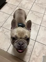 Cinnamon , a female French Bulldog for sale in Spring, TX – 2 of 4