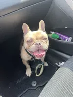 Cinnamon , a female French Bulldog for sale in Spring, TX – 4 of 4