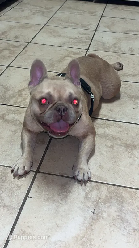 Cinnamon  – French Bulldog puppy for sale in Spring, TX