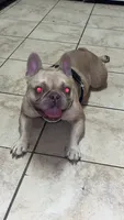 Cinnamon , a female French Bulldog for sale in Spring, TX – 1 of 4