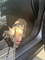 Cinnamon , a female French Bulldog for sale in Spring, TX – 3 of 4