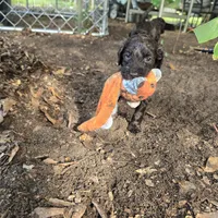 Brandy, a female Goldendoodle for sale in Phenix City, AL – 2 of 2