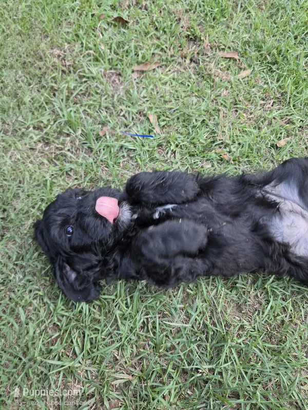 Wendsday – Goldendoodle puppy for sale in Phenix City, AL