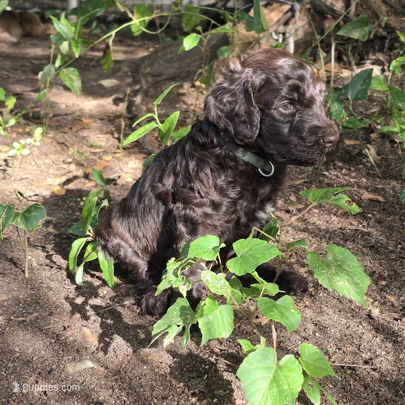 Brandy – Goldendoodle puppy for sale in Phenix City, AL