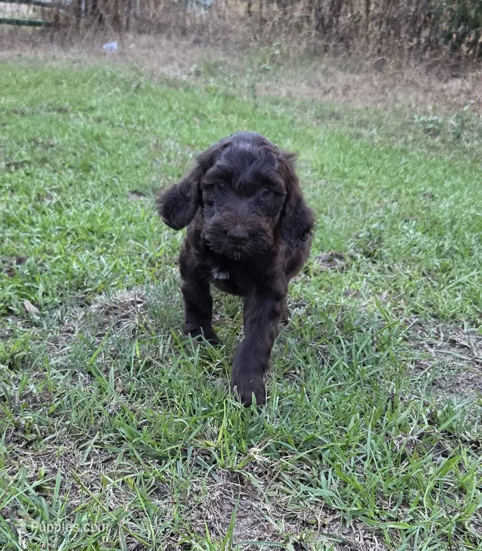 Milky way – Goldendoodle puppy for sale in Phenix City, AL